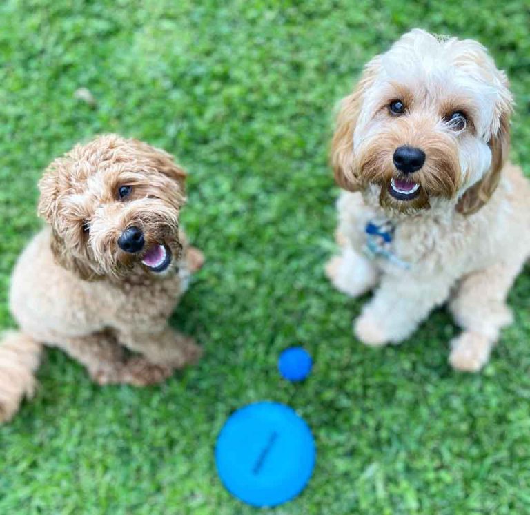 Cavapoo Dogs For Sale Near Me Bloodline