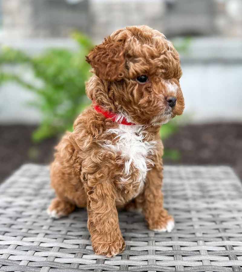 Cavapoo Puppies Pa For Sale
