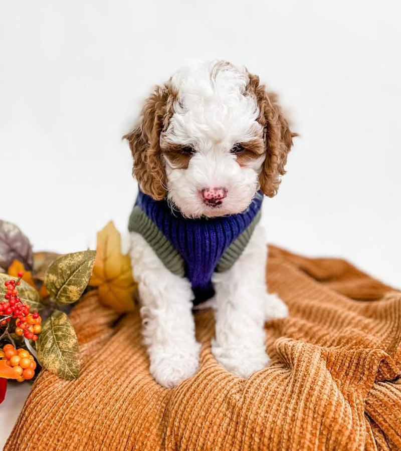 Toy Cavapoo For Sale Jazz-Male