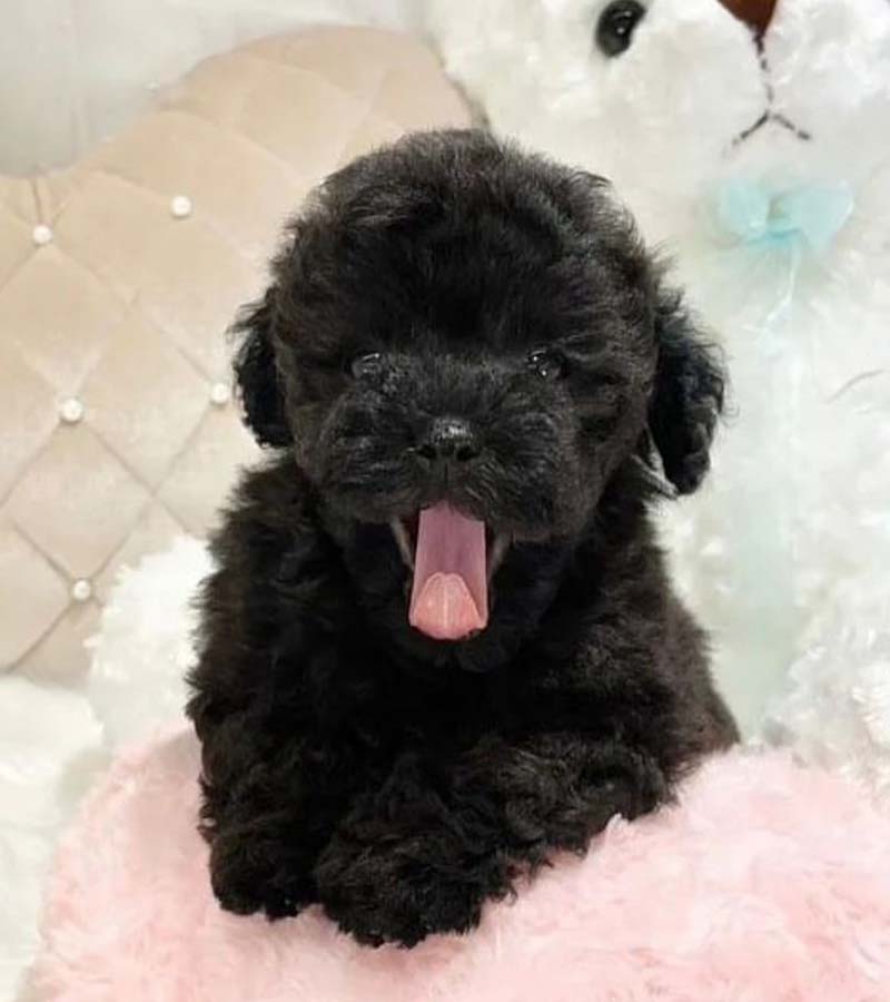 Toy Cavapoo Puppy For Sale Duke-Male